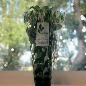 Herb pot Basil