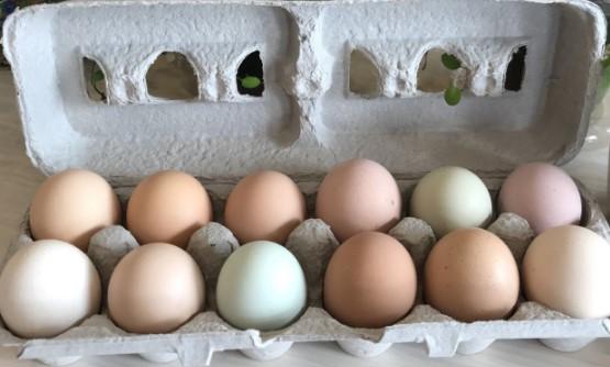 Farm Fresh Eggs