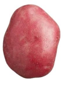 Premium Red Potato