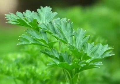 Parsley