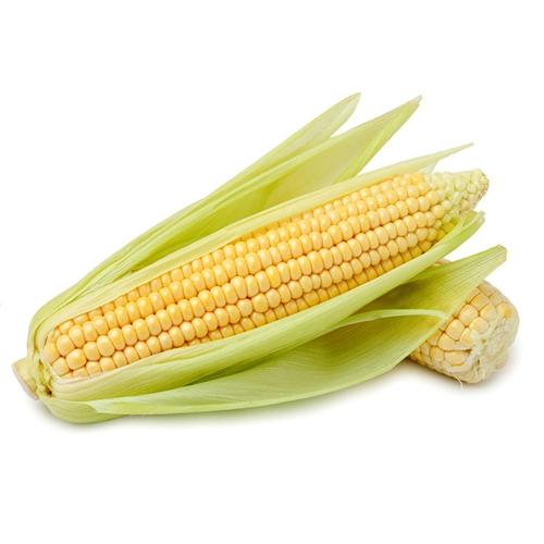 Sweetcorn Cob