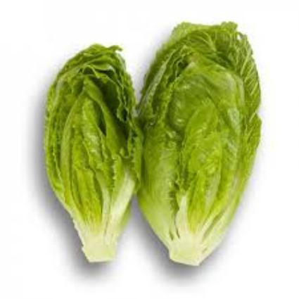 Crunchitta Fancy Lettuce