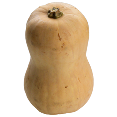 Butternut Squash, Medium