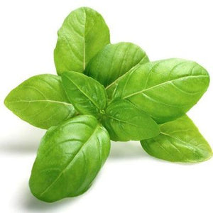 Herb pot Basil