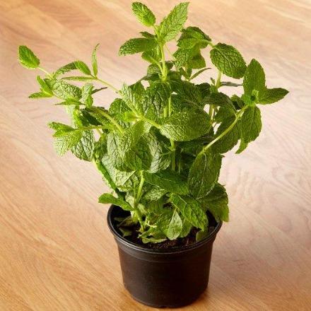 Herb Pot English Mint