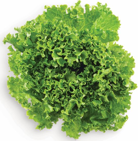 Green Leaf Lettuce 1 ct