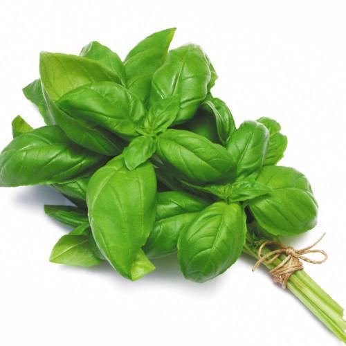 Delmark Basil Fresh 100g bag