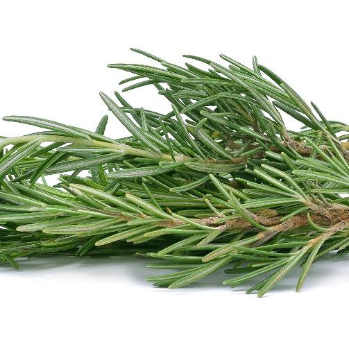 Herb Pot Rosemary