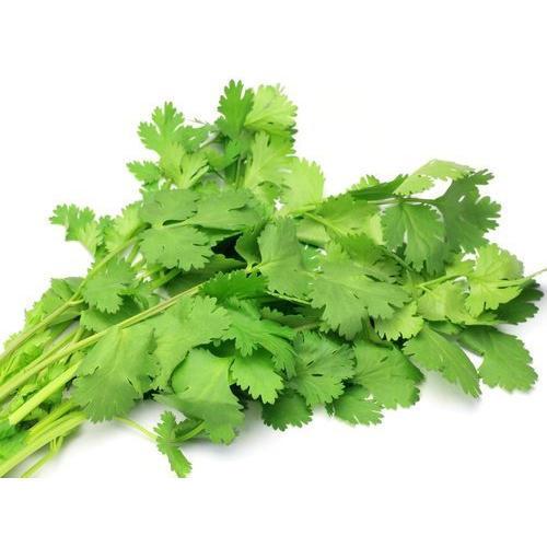 Herb Pot Coriander