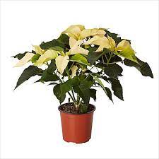 Poinsettia White Potplant 13 cm