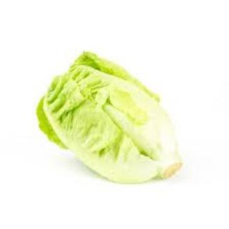 Lettuce Mini Crunchita