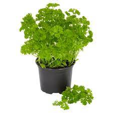 Herb Pot Parsley