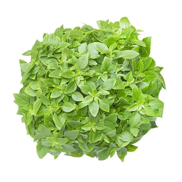 Herb pot Mini Basil