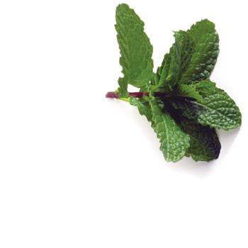 Herb Pot English Mint