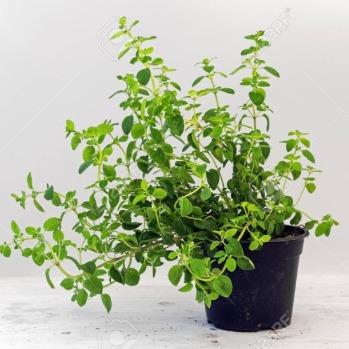 Herb Pot Oregano